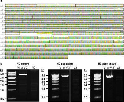 Novel RPTPγ and RPTPζ splice variants from mixed neuron–astrocyte hippocampal cultures as well as from the hippocampi of newborn and adult mice